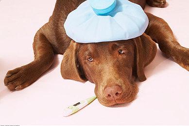 “都是世界的错” 《日在校园》西园寺世界Vtuber出道